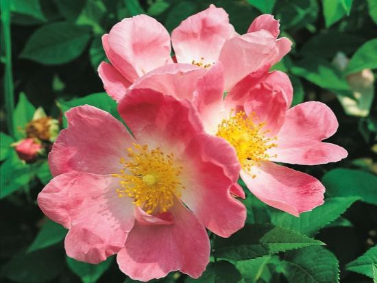 Huile de rose musquée