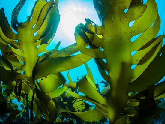 Plankton Extract