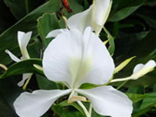 Sakadium