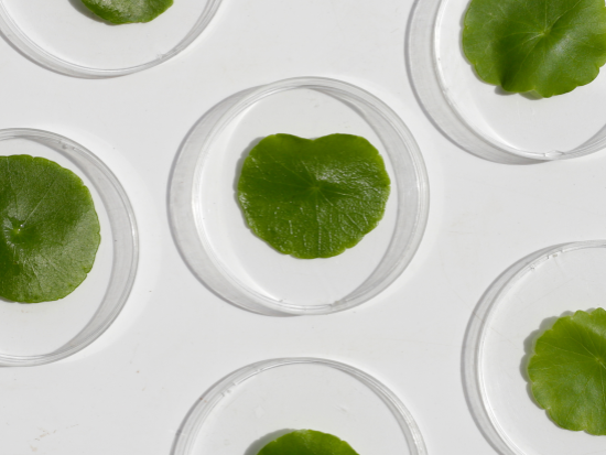 Centella Asiatica