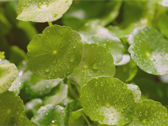 Centella Exosomes